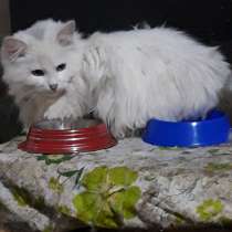 Котята в дар ответственным людям, в Москве