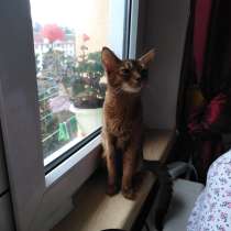 Абесинская кошка, в Сочи