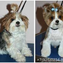 Стрижка собак и кошек в Новопеределкино, в Москве