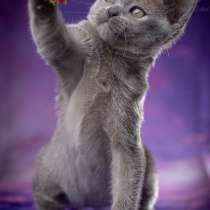 Котята Европейской Бурмы, в Кудрово