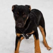 ШОКОЛАПКЕ НУЖНА СЕМЬЯ, в г.Минск