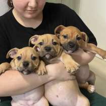 Собаки, в Нижнем Новгороде