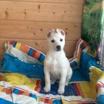 Щенок в добрые руки, в Красногорске