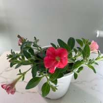 Петунии в ассортименте, в Москве