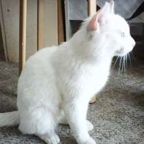 Найден белый кот, в Нижнем Тагиле