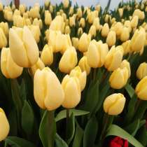 Тюльпаны к 8 марта! Хорошего качества!, в Дзержинске