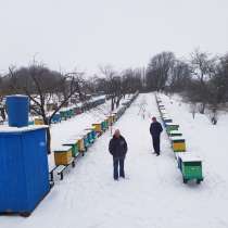 Продажа пчелопакетов, в Ростове