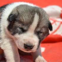 Предлагаются на продажу чистокровные щенки западно-сибирской породы лайки от титулованных предков, в г.Минск