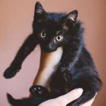 Котенок чертенок ищет дом, в Москве