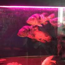 Продам аквариум с оборудованием и рыбой, в Раменское