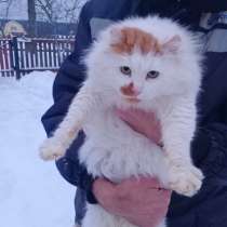 Кошка в дар!, в Вологде