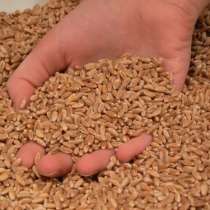 Реализуется озимая пшеница урожая 2017 года, в Балаково
