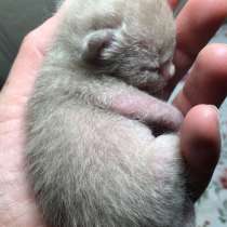 Тонкинез, котята тонкинской кошки, в Москве