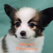 Папийон щенки, в Ростове-на-Дону