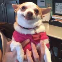 Собаки мелких пород, в Уфе