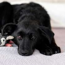 Молли — классическая чёрная собака-метис ищет дом, в Москве