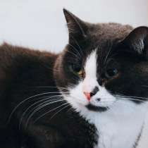 Кошечка ищет дом, в Вологде