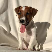 Jack Russell Terrier Welpen, в г.Вена