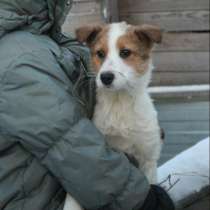 Отдам даром Помогите Лаки стать домашним и любимым, в Санкт-Петербурге