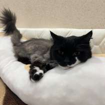 Отдам в добрые руки, в Москве