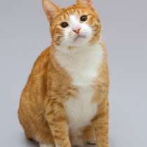 Кот Гарик ищет доброе сердце, в Москве