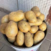 Продам картофель андрета, в Ейске