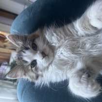 Отдам котенка, в Армавире