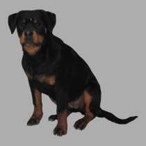 Щенки ротвейлера, в Кургане