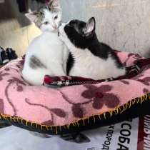 Мама-кошка с котенком-девочкой в добрые руки, в Москве
