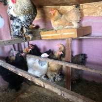 Инкубационное яйцо кур породы Брама, в Новомичуринске