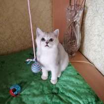 Британские котята, в г.Минск