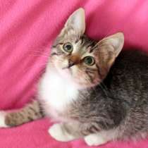Котёнок в дар &ndash; малыш Маффин, в Москве