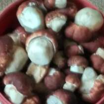 Белые грибы 5л, в Муравленко