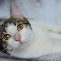 Сёма в добрые руки, в Москве