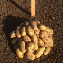Алтайский картофель оптом для готовки, сушки, чипсов и фри, в Барнауле