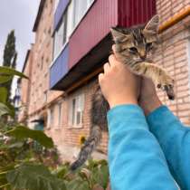Котенок, в Стерлитамаке
