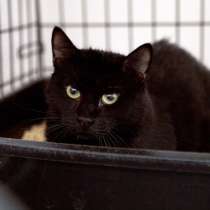 Малышка Никата ищет верного друга, в Москве