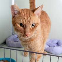 Котик Бобик, в Москве