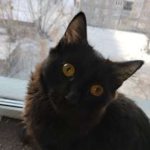 Отдам черного котенка, в Красноярске