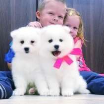 Яркие белоснежные собачки на продажу, в Перми