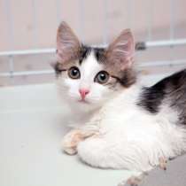 О чём рассказала кошечка Зена, в Москве