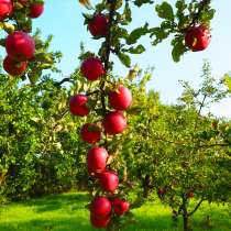 Продам яблоневый сад, в Абинске
