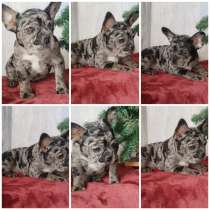 Французский бульдог, в г.Минск