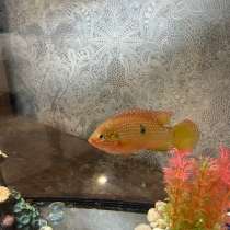 Рыбки хомисы красавчики, в Тюмени