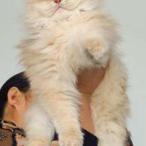 Китайские кошки ??, в Москве