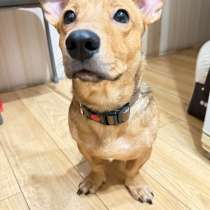 Отдам в добрые руки, в Самаре