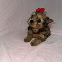 Бивер Йорк щенки, в Москве