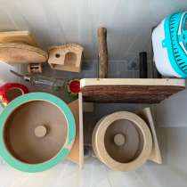 Для джунгарского хомяка, в Петропавловск-Камчатском