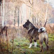 Американский Акита - кобель для вязки, в Санкт-Петербурге
