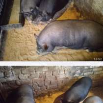 Продам Вьетнамских свиней, в Калининграде